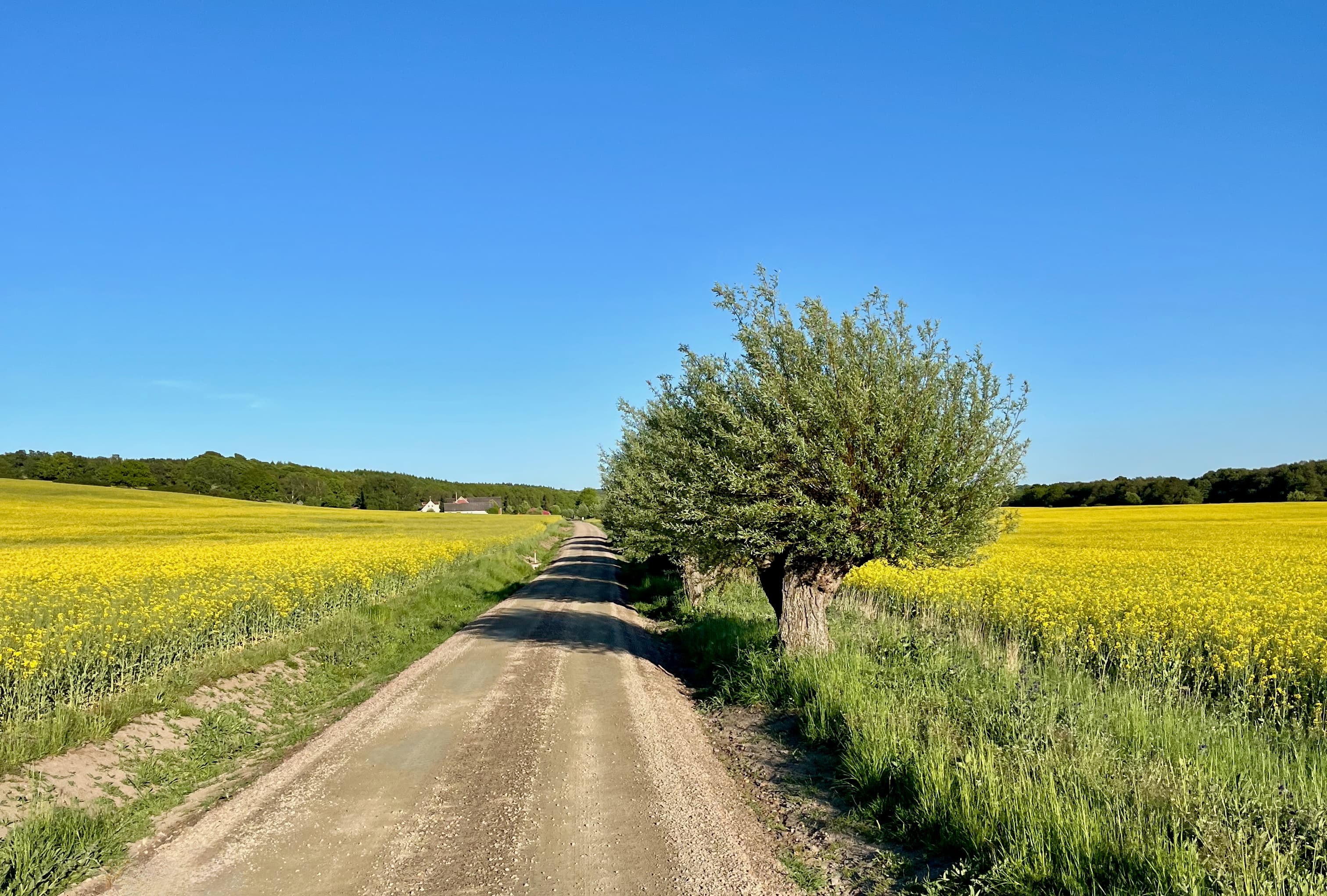 Gravel riding at with golden surrounding